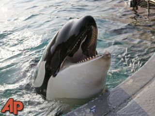 Dutch court rules killer whale can be sent to zoo - WQOW TV: Eau ...