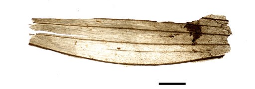 (Marco Samadelli/Eurac/South Tyrol Museum of Archaeology via AP). This undated microscope photo provided by the South Tyrol Museum of Archaeology in July 2018 shows part of a wheat grain spikelet found in the stomach of the frozen hunter known as Oetzi... (Marco Samadelli/Eurac/South Tyrol Museum of Archaeology via AP). This undated microscope photo provided by the South Tyrol Museum of Archaeology in July 2018 shows part of a wheat grain spikelet found in the stomach of the frozen hunter known as Oetzi...