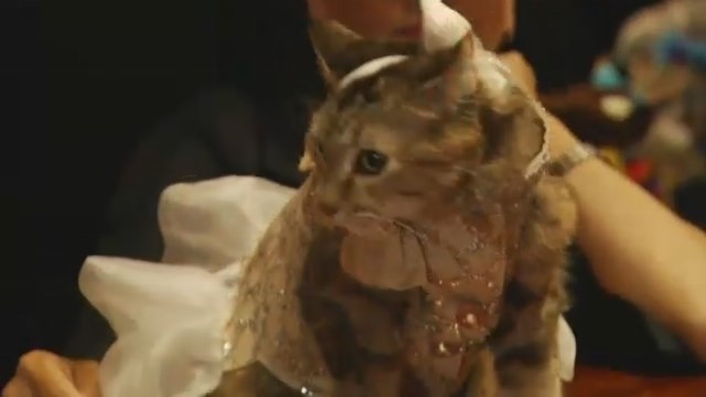 The Algonquin Hotel throws a 'purrty,' feline fashion show