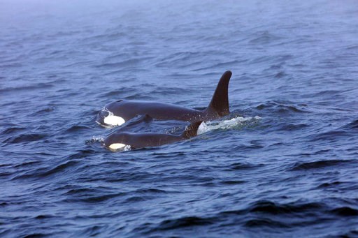 Teams trying to save ailing orca practice feeding live fish