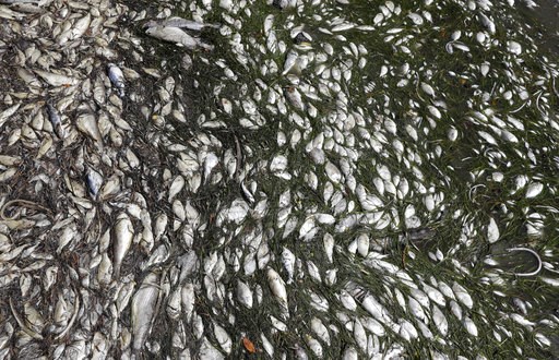 Devastating toxic algae bloom plagues Florida's Gulf Coast