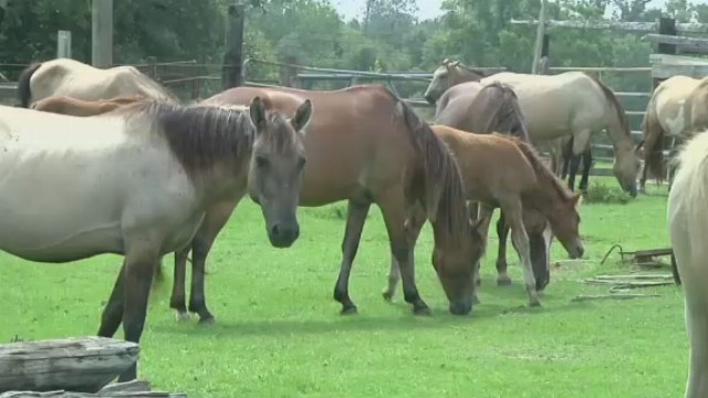 Oklahoma's Choctaw horses connect to Mississippi