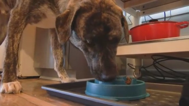 Petco, others respond to demand for natural pet foods