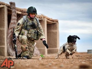British army dog joins list of animal war heroes - KTIV News 4 ...