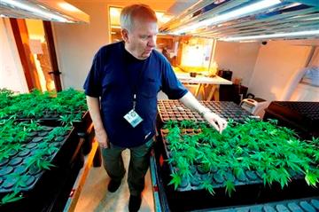 (AP Photo/Ted S. Warren). In this July 1, 2014, photo, Bob Leeds, owner of Sea of Green Farms, a recreational pot grower and processor in Seattle, inspects small "clone" plants growing under lights in Seattle. (AP Photo/Ted S. Warren). In this July 1, 2014, photo, Bob Leeds, owner of Sea of Green Farms, a recreational pot grower and processor in Seattle, inspects small "clone" plants growing under lights in Seattle.
