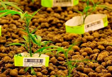 (AP Photo/Ted S. Warren). In this June 25, 2014, photo, marijuana plants at Sea of Green Farms, a recreational pot grower in Seattle, grow in the foliage room, where "clone" plants that have developed roots are grown under special lights. (AP Photo/Ted S. Warren). In this June 25, 2014, photo, marijuana plants at Sea of Green Farms, a recreational pot grower in Seattle, grow in the foliage room, where "clone" plants that have developed roots are grown under special lights.