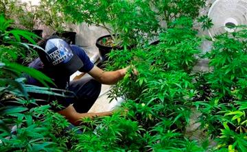 (AP Photo/Ted S. Warren). In this June 25, 2014, photo, Johnnie Seitz tends to plants in the mother room, where a larger marijuana plant is kept to produce small "clone" plants at Sea of Green Farms, a recreational pot grower and processor in Seattle. (AP Photo/Ted S. Warren). In this June 25, 2014, photo, Johnnie Seitz tends to plants in the mother room, where a larger marijuana plant is kept to produce small "clone" plants at Sea of Green Farms, a recreational pot grower and processor in Seattle.