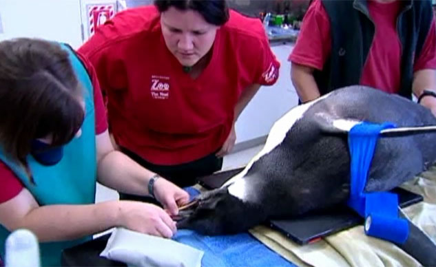 Bets said the penguin ate wet sand to cool down to compensate for the lack of ice. (Source: TVNZ/CNN)