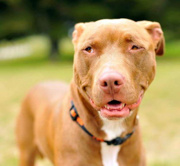 How to take the best pet photos