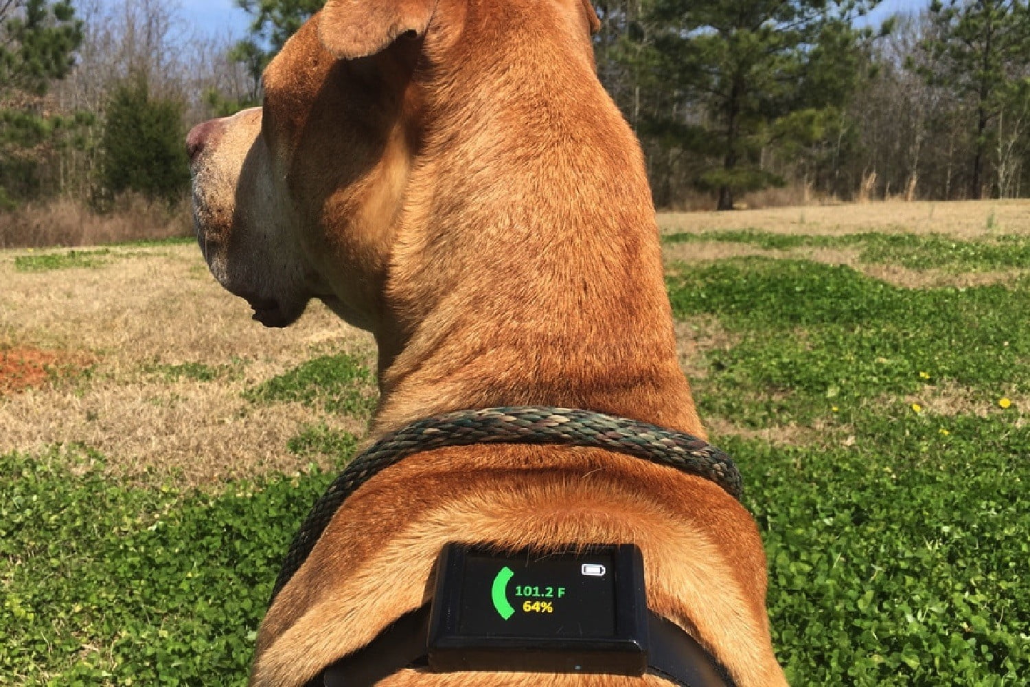 Hot dog? There’s finally a wearable that protects your pooch from heat stroke