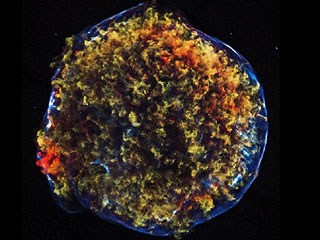 © NASA © NASA