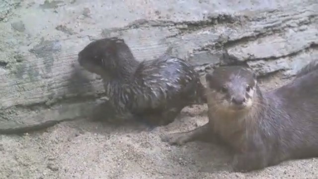 Missouri zoo names baby otters for Star Wars characters
