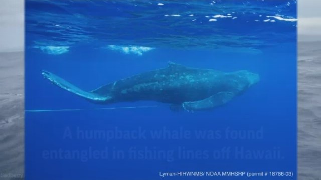 Young humpback whale freed from fishing gear off Hawaii