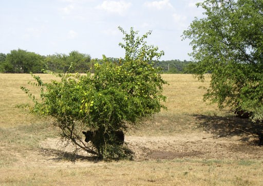 Drought takes toll on Missouri farmers' crops, cattle