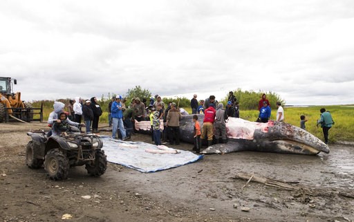 APNewsBreak: Alaska Natives believed whale hunt was legal