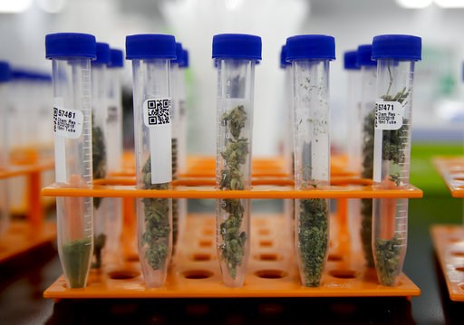 (AP Photo/Chris Carlson). In this Wednesday, Aug. 22, 2018, photo, marijuana samples are organized at Cannalysis, a cannabis testing laboratory, in Santa Ana, Calif. Nearly 20 percent of the marijuana and marijuana products tested in California for pot... (AP Photo/Chris Carlson). In this Wednesday, Aug. 22, 2018, photo, marijuana samples are organized at Cannalysis, a cannabis testing laboratory, in Santa Ana, Calif. Nearly 20 percent of the marijuana and marijuana products tested in California for pot...