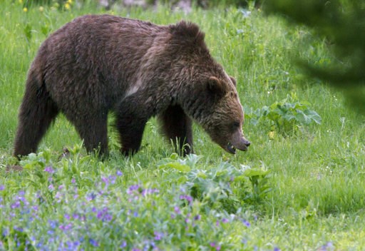 (AP Photo/Jim Urquhart, File). FILE - In this July 6, 2011 file photo, a grizzly bear roams near Beaver Lake in Yellowstone National Park. Opponents of grizzly bear hunts planned in Wyoming and Idaho are asking a judge to further delay hunting while he... (AP Photo/Jim Urquhart, File). FILE - In this July 6, 2011 file photo, a grizzly bear roams near Beaver Lake in Yellowstone National Park. Opponents of grizzly bear hunts planned in Wyoming and Idaho are asking a judge to further delay hunting while he...