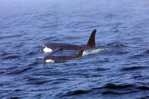 (Brian Gisborne/Fisheries and Oceans Canada via AP, file). FILE - In this Aug. 7, 2018, file photo, Southern Resident killer whale J50 and her mother, J16, swim off the west coast of Vancouver Island near Port Renfrew, B.C. Nearly two months after an i... (Brian Gisborne/Fisheries and Oceans Canada via AP, file). FILE - In this Aug. 7, 2018, file photo, Southern Resident killer whale J50 and her mother, J16, swim off the west coast of Vancouver Island near Port Renfrew, B.C. Nearly two months after an i...