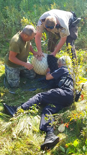 Authorities pull globe, not honey pot, from bear cub's head