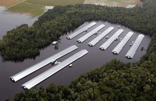 Florence's flooding claims 3.4 million poultry, 5,500 hogs