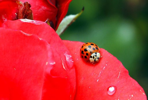 Bye bye bugs? Scientists fear non-pest insects are declining