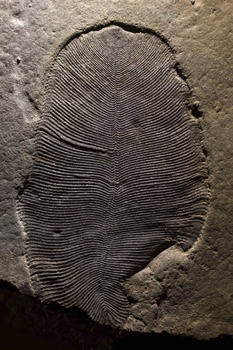 Study of puzzling fossils confirms they came from an animal