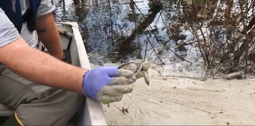 NC river swirls with gray muck near flooded coal ash dump