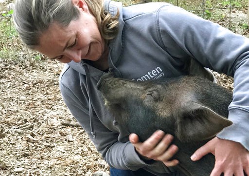 Animal sanctuary, farm team up to save pig from slaughter
