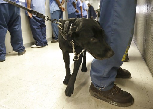 (AP Photo/Rich Pedroncelli, file). FILE -- In this May 20, 2015 file photo, Bentley, a 3-year-old Labrador retriever, checks an inmate for traces of narcotics at California State Prison, Solano, in Vacaville, Calif. The federal receiver who controls me... (AP Photo/Rich Pedroncelli, file). FILE -- In this May 20, 2015 file photo, Bentley, a 3-year-old Labrador retriever, checks an inmate for traces of narcotics at California State Prison, Solano, in Vacaville, Calif. The federal receiver who controls me...