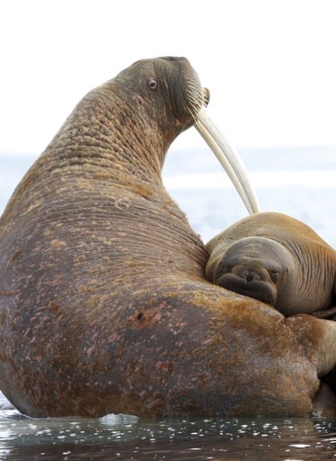 (S.A. Sonsthagen/U.S. Geological Survey via AP). This July 15, 2012, photo provided by the U.S. Geological Survey shows a female Pacific walrus and her young on an ice floe in East Chukchi Sea, Alaska. A lawsuit making its way through federal court in... (S.A. Sonsthagen/U.S. Geological Survey via AP). This July 15, 2012, photo provided by the U.S. Geological Survey shows a female Pacific walrus and her young on an ice floe in East Chukchi Sea, Alaska. A lawsuit making its way through federal court in...