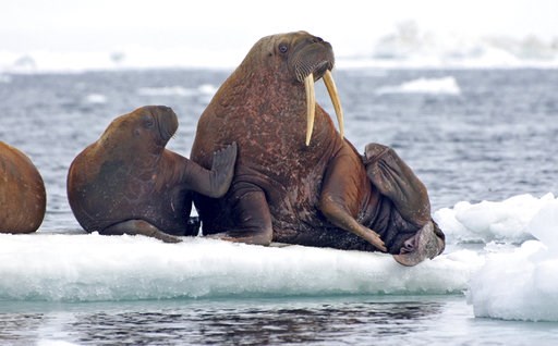 (S.A. Sonsthagen/U.S. Geological Survey via AP). This June 12, 2010, photo provided by the United States Geological Survey shows Pacific walruses resting on an ice flow in the Chukchi Sea, Alaska. A lawsuit making its way through federal court in Alas... (S.A. Sonsthagen/U.S. Geological Survey via AP). This June 12, 2010, photo provided by the United States Geological Survey shows Pacific walruses resting on an ice flow in the Chukchi Sea, Alaska. A lawsuit making its way through federal court in Alas...