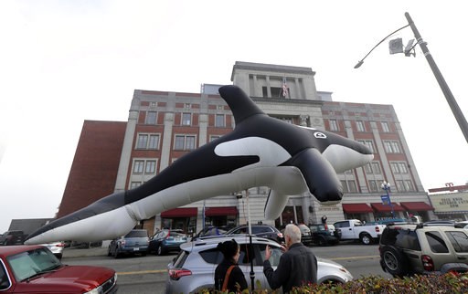 Breaching dams to save Northwest orcas is contentious issue