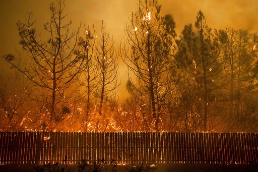 (AP Photo/Noah Berger). Flames climb trees as the Camp Fire tears through Paradise, Calif., on Thursday, Nov. 8, 2018. Tens of thousands of people fled a fast-moving wildfire Thursday in Northern California, some clutching babies and pets as they aband... (AP Photo/Noah Berger). Flames climb trees as the Camp Fire tears through Paradise, Calif., on Thursday, Nov. 8, 2018. Tens of thousands of people fled a fast-moving wildfire Thursday in Northern California, some clutching babies and pets as they aband...