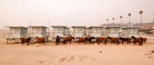 (AP Photo/Ringo H.W. Chiu). Horses are tied to lifeguard booths on the beach in Malibu, Calif., Saturday, Nov. 10, 2018. Wildfires are burning in both Southern and Northern California. (AP Photo/Ringo H.W. Chiu). Horses are tied to lifeguard booths on the beach in Malibu, Calif., Saturday, Nov. 10, 2018. Wildfires are burning in both Southern and Northern California.