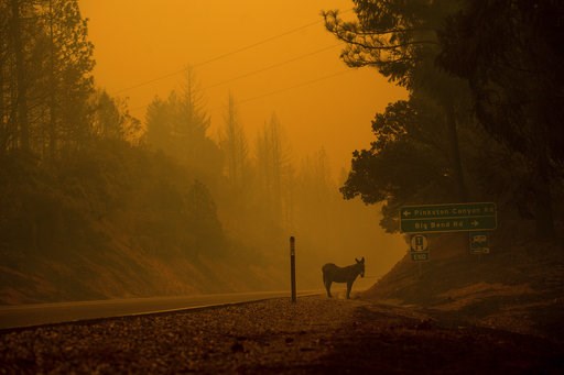 (AP Photo/Noah Berger). A donkey rests on a roadside as the Camp Fire burns in Big Bend, Calif., on Friday, Nov. 9, 2018. (AP Photo/Noah Berger). A donkey rests on a roadside as the Camp Fire burns in Big Bend, Calif., on Friday, Nov. 9, 2018.