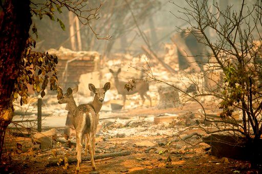 rescues, not firefight, prove emotional for firefighters