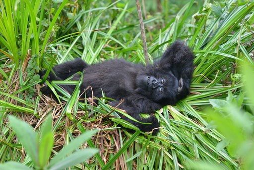 Rare conservation win: Mountain gorilla population ticks up