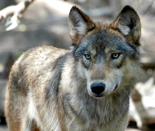 House passes bill to drop legal protections for gray wolves