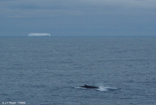 (Jean-Yves Royer/CNRS-UBO-IUEM Geosciences Ocean via AP). This Jan. 6, 2010 photo provided by CNRS-UBO-IUEM Geosciences Ocean, shows a fin whale, foreground, and tabular drifting iceberg near Antarctica. Climate Change is more than rising thermometers,... (Jean-Yves Royer/CNRS-UBO-IUEM Geosciences Ocean via AP). This Jan. 6, 2010 photo provided by CNRS-UBO-IUEM Geosciences Ocean, shows a fin whale, foreground, and tabular drifting iceberg near Antarctica. Climate Change is more than rising thermometers,...
