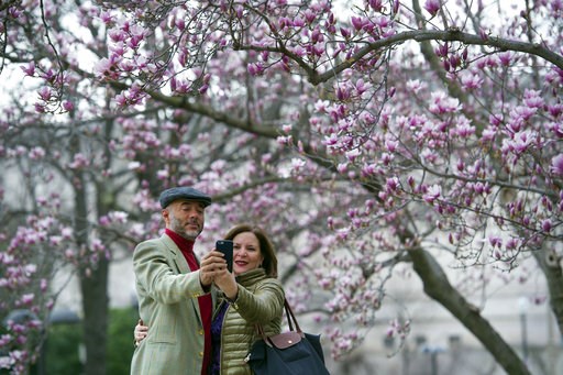 (AP Photo/Cliff Owen, File). FILE - In this Feb. 28, 2017 file photo, Fidelio Desbradel and his wife Leonor Desbradel, of the Dominican Republic, take a selfie in front of a Tulip Magnolia tree in Washington. Crocuses, cherry trees, magnolia trees were... (AP Photo/Cliff Owen, File). FILE - In this Feb. 28, 2017 file photo, Fidelio Desbradel and his wife Leonor Desbradel, of the Dominican Republic, take a selfie in front of a Tulip Magnolia tree in Washington. Crocuses, cherry trees, magnolia trees were...