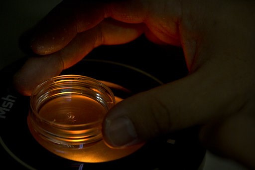 (AP Photo/Mark Schiefelbein). In this Oct. 9, 2018, photo, Qin Jinzhou, an embryologist who was part of the team working with scientist He Jiankui, adjusts a microplate containing embryos that have been injected with Cas9 protein and PCSK9 sgRNA at a l... (AP Photo/Mark Schiefelbein). In this Oct. 9, 2018, photo, Qin Jinzhou, an embryologist who was part of the team working with scientist He Jiankui, adjusts a microplate containing embryos that have been injected with Cas9 protein and PCSK9 sgRNA at a l...