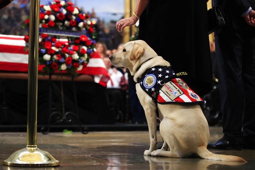 (AP Photo/Manuel Balce Ceneta). Sully, former President George H.W. Bush's service dog, pays his respect to President Bush as he lie in state at the U.S. Capitol in Washington, Tuesday, Dec. 4, 2018. (AP Photo/Manuel Balce Ceneta). Sully, former President George H.W. Bush's service dog, pays his respect to President Bush as he lie in state at the U.S. Capitol in Washington, Tuesday, Dec. 4, 2018.