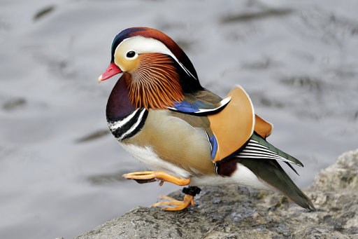 Quackarazzi: Mandarin duck holds NYC in its spell