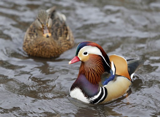 (AP Photo/Seth Wenig). A Mandarin duck, right, swims in Central Park in New York, Wednesday, Dec. 5, 2018. In the weeks since it appeared in Central Park, the duck has become a celebrity. (AP Photo/Seth Wenig). A Mandarin duck, right, swims in Central Park in New York, Wednesday, Dec. 5, 2018. In the weeks since it appeared in Central Park, the duck has become a celebrity.