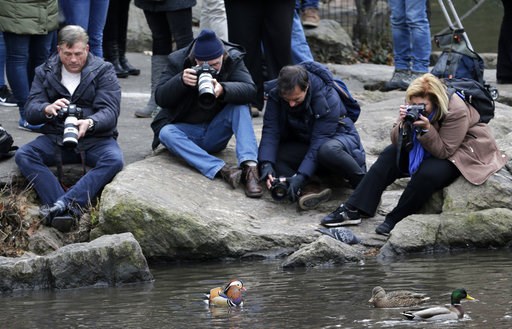 (AP Photo/Seth Wenig). People try to get pictures of a Mandarin duck, center, in Central Park in New York, Wednesday, Dec. 5, 2018. In the weeks since it appeared in Central Park, the duck has become a celebrity. (AP Photo/Seth Wenig). People try to get pictures of a Mandarin duck, center, in Central Park in New York, Wednesday, Dec. 5, 2018. In the weeks since it appeared in Central Park, the duck has become a celebrity.