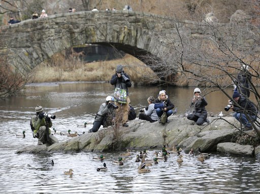 (AP Photo/Seth Wenig). People try to get a look at and pictures of a Mandarin duck in Central Park in New York, Wednesday, Dec. 5, 2018. In the weeks since it appeared in Central Park, the duck has become a celebrity. (AP Photo/Seth Wenig). People try to get a look at and pictures of a Mandarin duck in Central Park in New York, Wednesday, Dec. 5, 2018. In the weeks since it appeared in Central Park, the duck has become a celebrity.