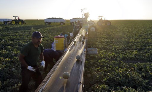 (AP Photo/Marcio Jose Sanchez, File). FILE- In this Sept. 18, 2018, file photo, farmworkers pick melons in the early morning hours in Huron, Calif. On Thursday, Dec. 6, the Labor Department issues revised data on productivity in the third quarter. (AP Photo/Marcio Jose Sanchez, File). FILE- In this Sept. 18, 2018, file photo, farmworkers pick melons in the early morning hours in Huron, Calif. On Thursday, Dec. 6, the Labor Department issues revised data on productivity in the third quarter.