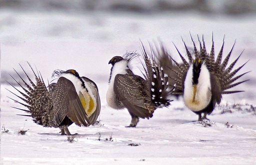 US to ease oil drilling controls protecting imperiled bird