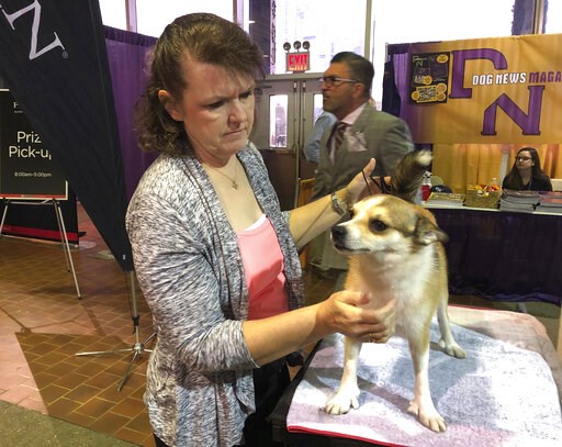 (AP Photo/Jennifer Peltz). Tracy Rousseau of Franktown, Colo., pets Eva, a Norwegian lundehund, as they wait to compete at the Westminster Kennel Club dog show in New York on Monday, Feb. 11, 2019.