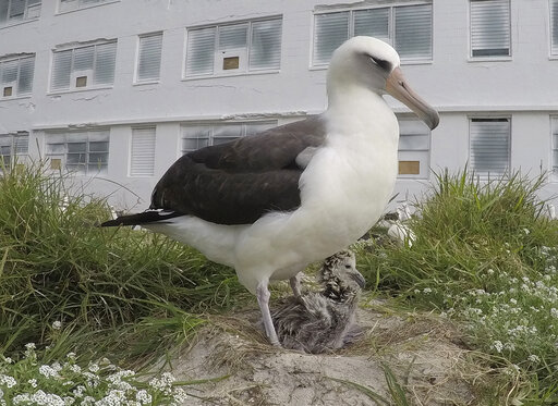 World's oldest known wild bird hatches chick on Midway Atoll